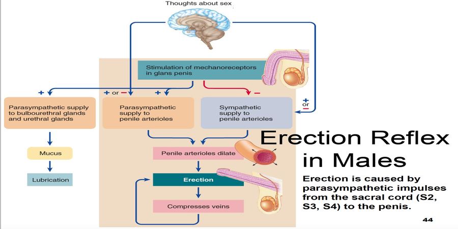 image explains how erection works 